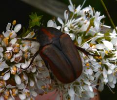 Trichostetha