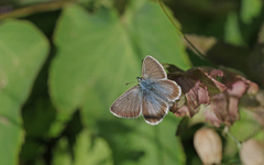 Aricia nicias