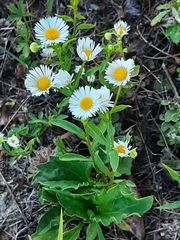 Erigeron annuus
