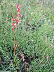 Rumex woodii
