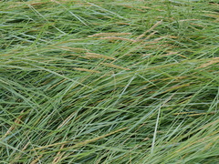 Elymus athericus