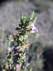 Junellia seriphioides