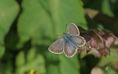 Aricia nicias
