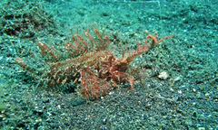 Pteroidichthys amboinensis