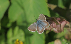 Aricia nicias