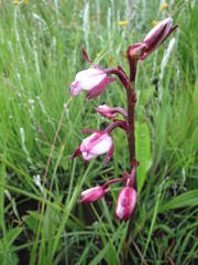 Eulophia hians hians