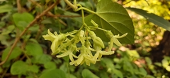 Telosma cordata