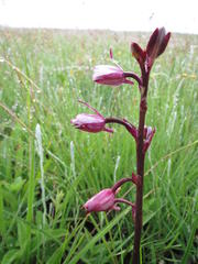 Eulophia hians hians