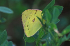 Colias poliographus