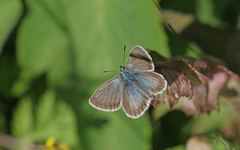 Aricia nicias