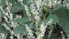 Megacampsomeris prismatica