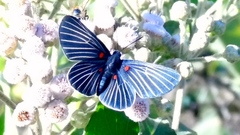 Melanis cephise