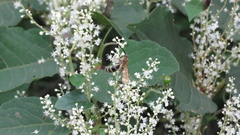 Megacampsomeris prismatica