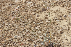 Eriogonum batemanii