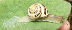 Cepaea nemoralis