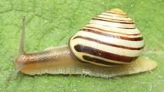 Cepaea nemoralis