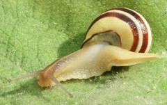 Cepaea nemoralis