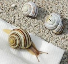 Cepaea nemoralis