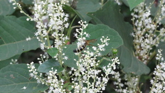 Megacampsomeris prismatica