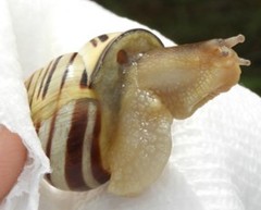 Cepaea nemoralis