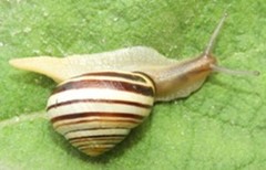Cepaea nemoralis
