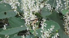 Megacampsomeris prismatica