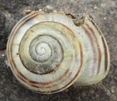 Cepaea nemoralis