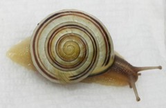 Cepaea nemoralis