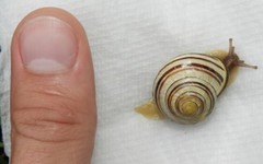 Cepaea nemoralis
