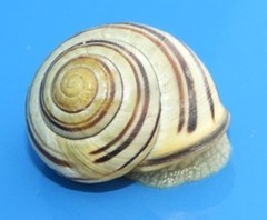 Cepaea nemoralis