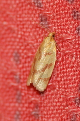 Clepsis pallidana