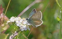 Aricia nicias