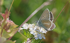 Aricia nicias