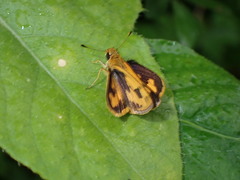 Taractrocera archias