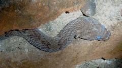 Trimorphodon paucimaculatus