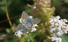 Aricia nicias