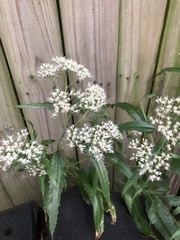 Eupatorium serotinum