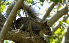 Sciurus colliaei