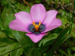 Moraea barnardiella