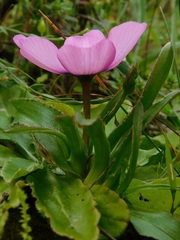 Moraea barnardiella