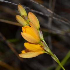 Ixia aurea