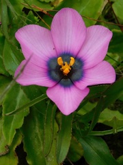 Moraea barnardiella