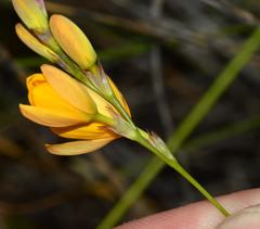 Ixia aurea
