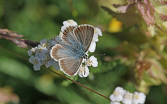 Aricia nicias