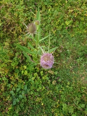 Dipsacus fullonum