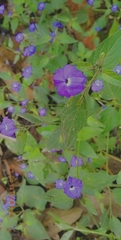 Browallia americana