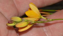 Ixia aurea