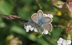 Aricia nicias