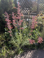 Agastache rupestris