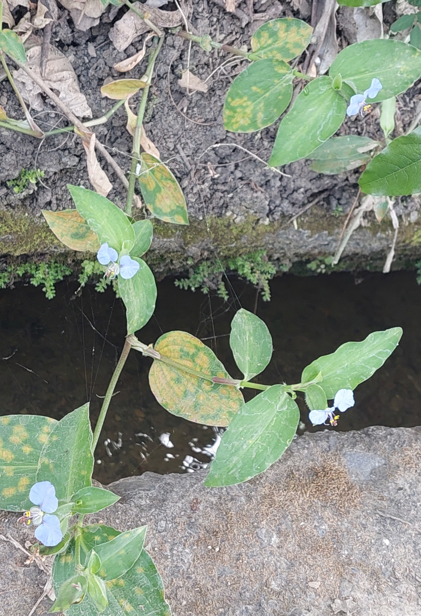 Commelina erecta image